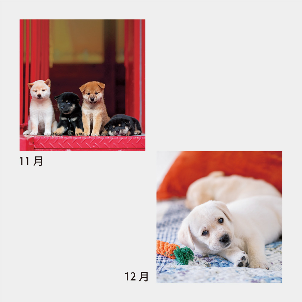 The Dog s かわいい犬の壁掛けカレンダー 23年 名入れの制作 印刷 販促品 オリジナルノベルティグッズ 記念品 E販促ストア The Dog s かわいい犬の壁掛けカレンダー 23年 名入れの制作 印刷 販促品 オリジナルノベルティグッズ 記念品 E販促ストア